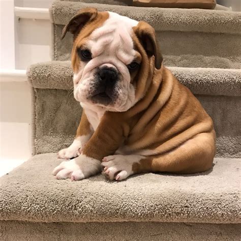 english bulldog puppies near me.